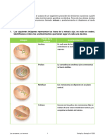 FICHA MITOSIS FernandoDíaz