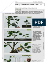 Actividad - Reproduccion en La Plantas