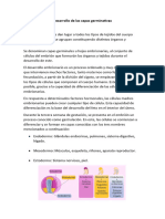 Desarrollo de Las Capas Germinativas