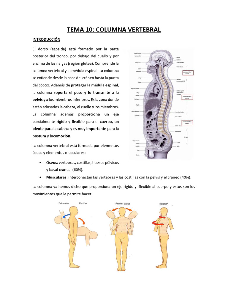 Estructura y Función de la Columna Vertebral | PDF