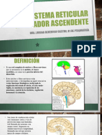 Sistema Activador Reticular Ascendente