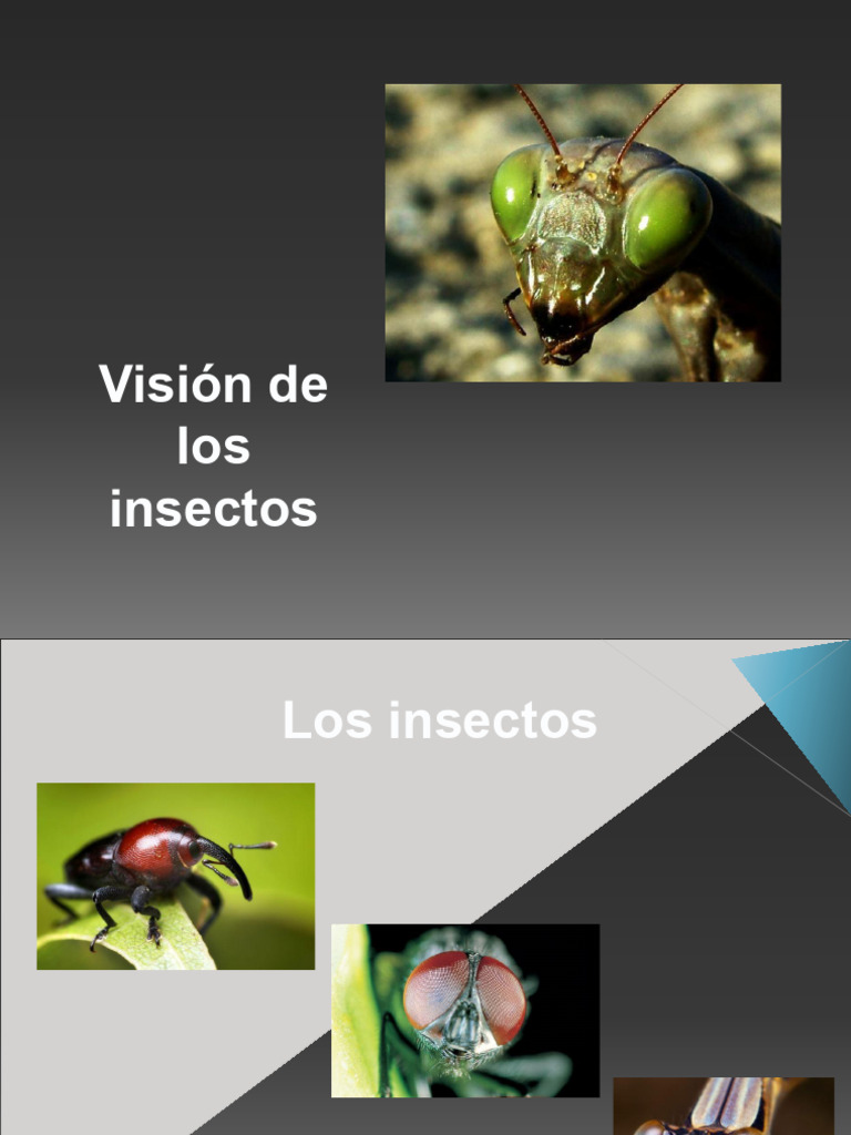 Visión y ojos de los insectos | PDF | Ojo | Percepción visual
