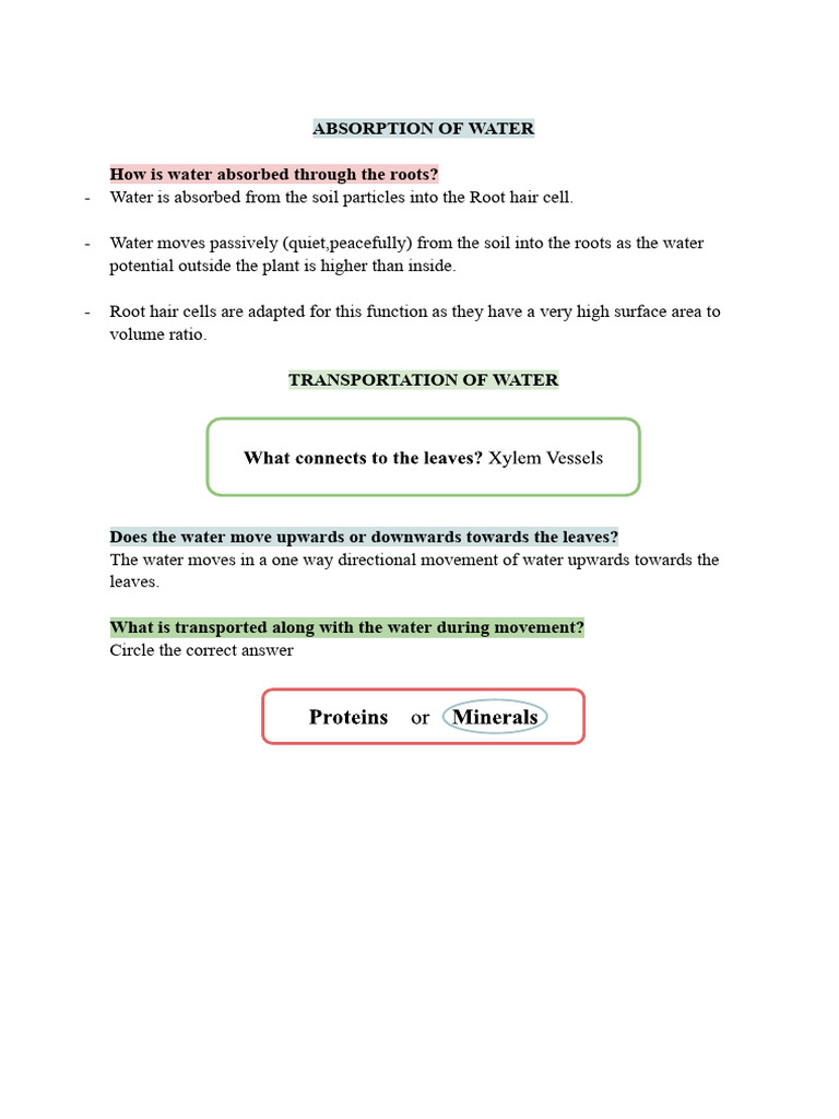 Absorption of Water | PDF | Language Arts & Discipline | Home & Garden