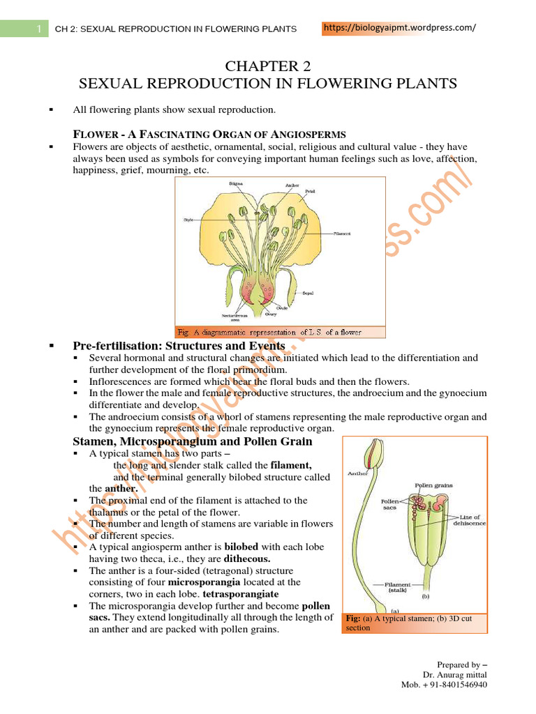 02sexual Reproduction in Flowering Plants | PDF