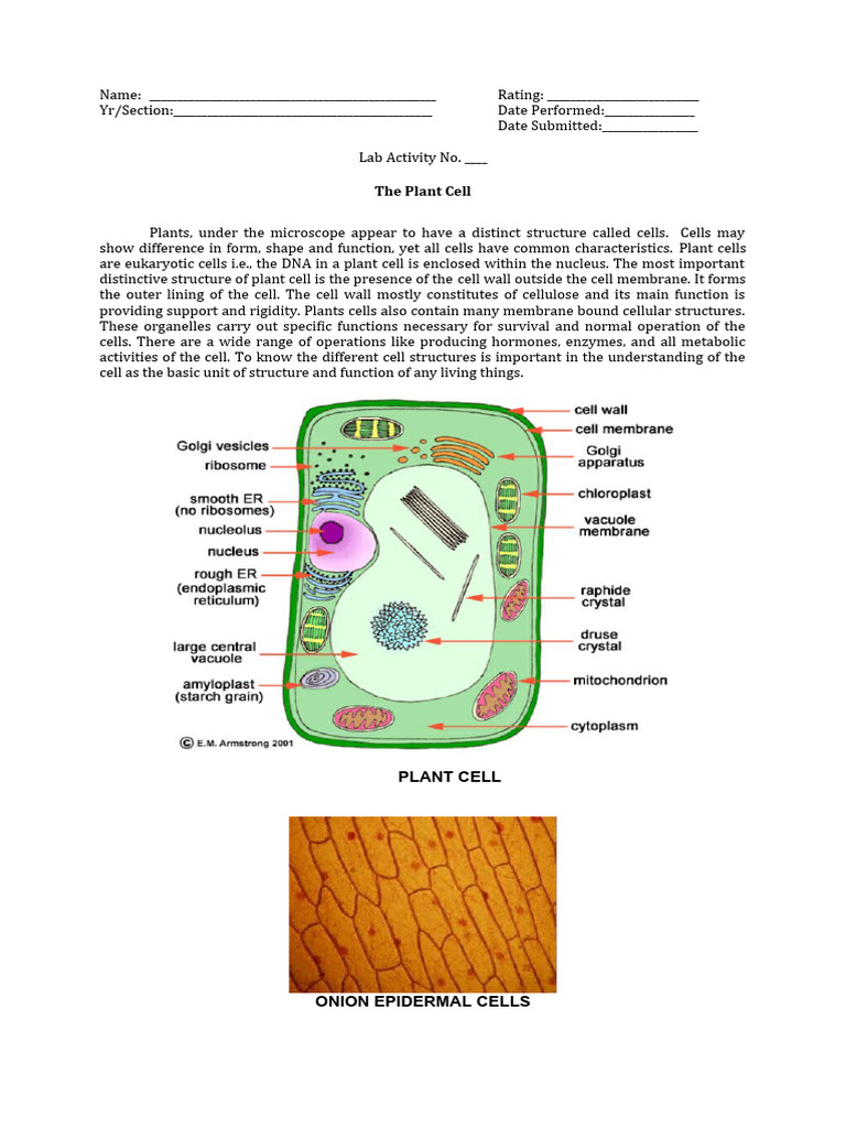 Plant Cell Observation Lab Report | PDF | Home & Garden | Wellness
