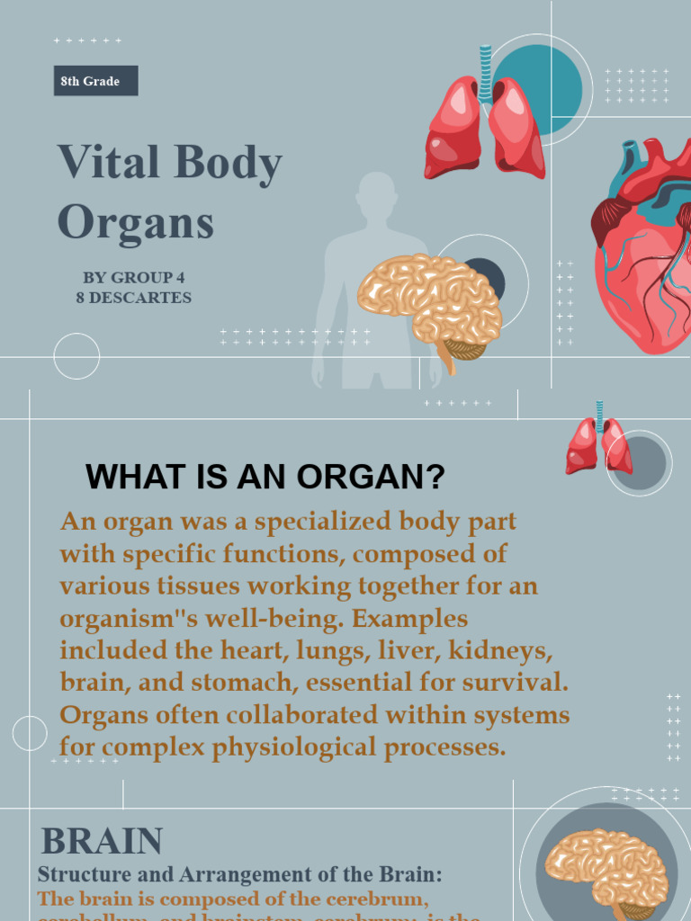 Science Subject For High School 9th Grade Vital Body Organs by