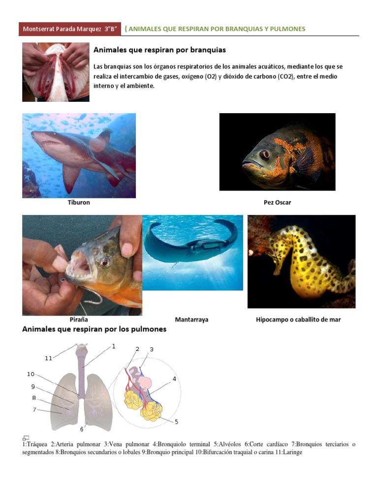 Animales Que Respiran Por Branquias Ypulmones