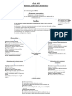 Guia #11 Sistema Endocrino-Metabólico