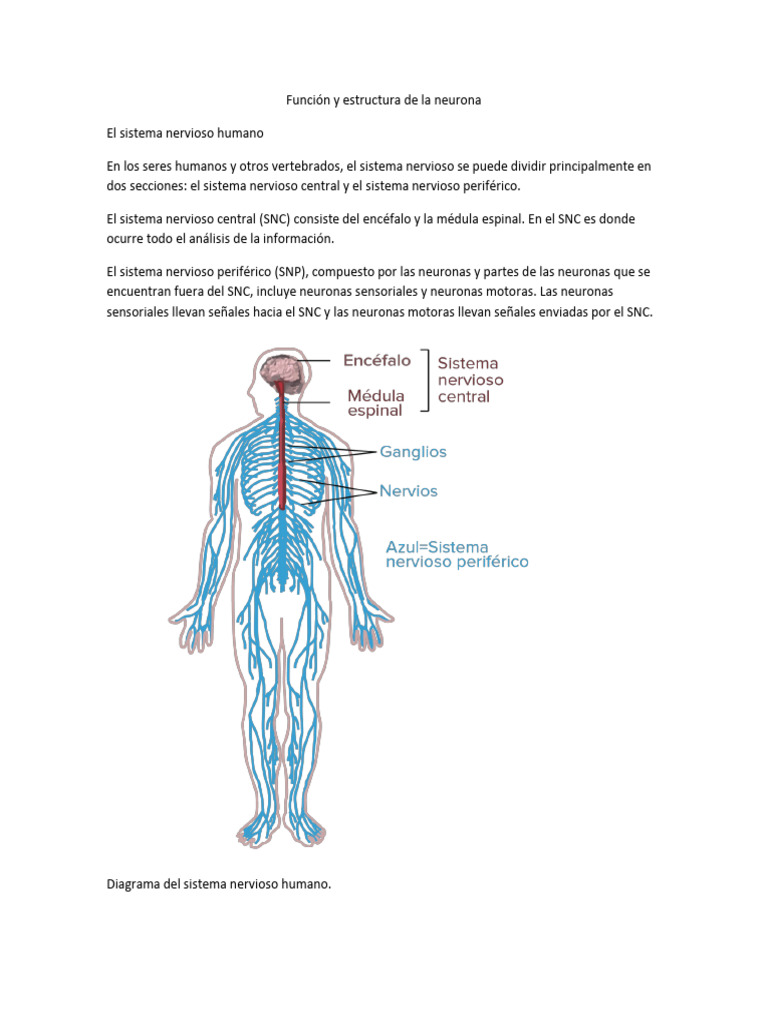 Estructura y función de las neuronas | PDF | Sinapsis | Neurona