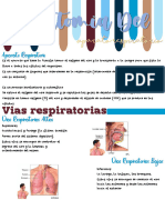 Anatomia Del Aparato Respiratorio