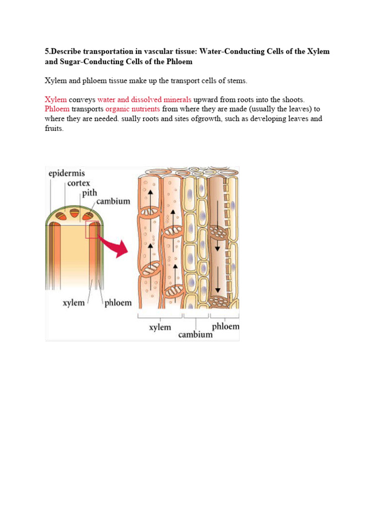 Xylem Water and Dissolved Minerals Phloem Organic Nutrients PDF