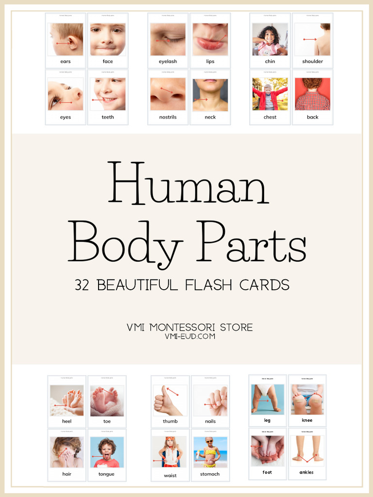 Human Body Parts 32 Beautiful Flash Cards PDF