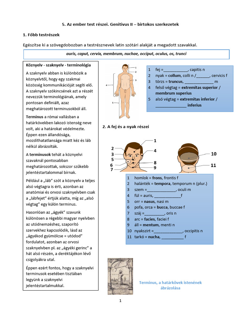 5. hét_testrészek | PDF