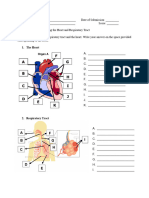 Assignment 2 Labeling Heart and Respiratory Tract