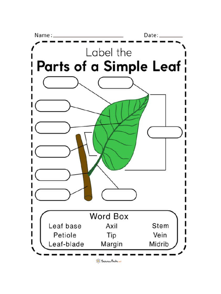 Worksheet Parts of The Leaf | PDF