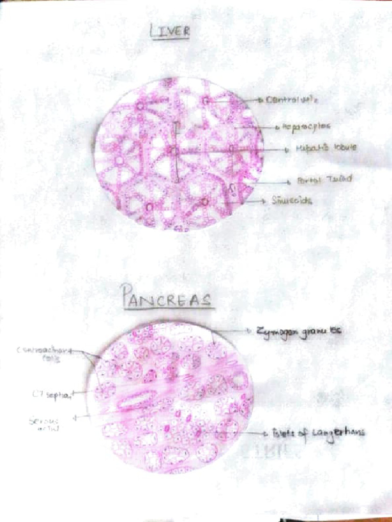 Anatomy of Liver and Pancreas | PDF