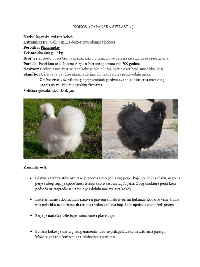 Japanska Svilasta Kokoš | PDF
