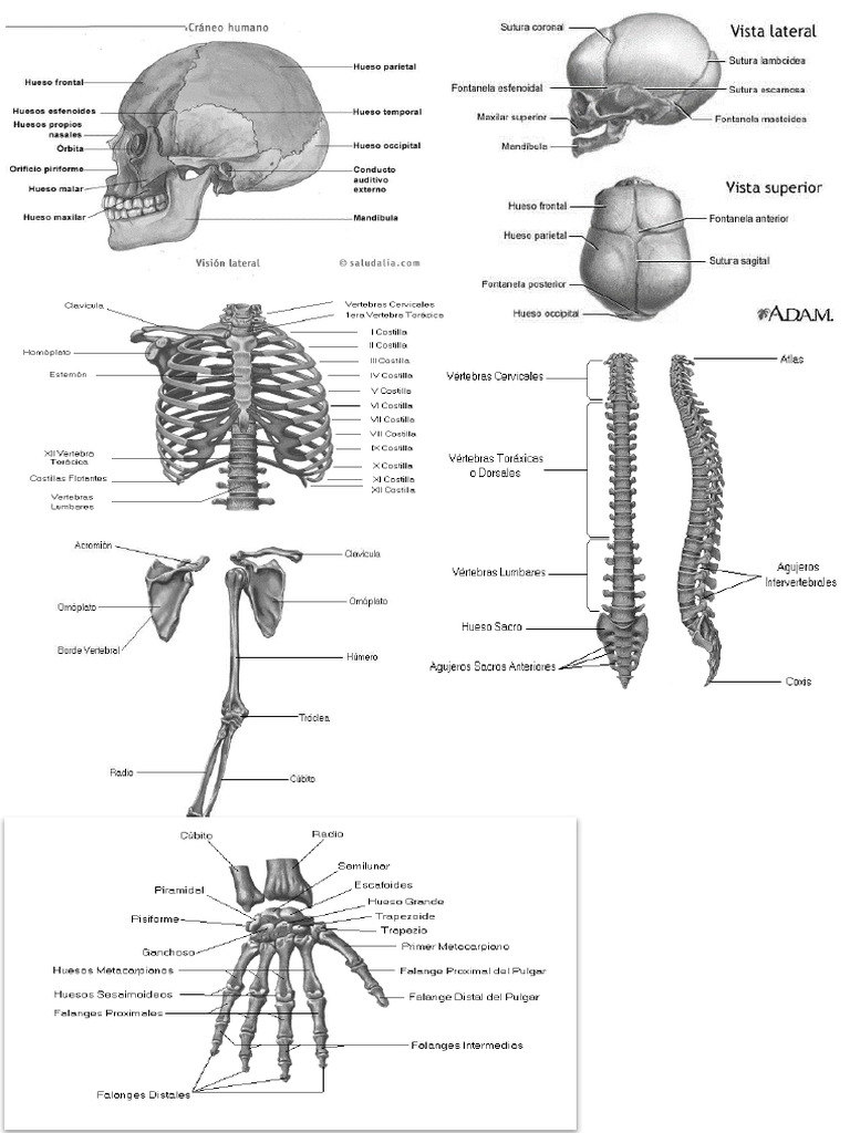 ANATOMIA PDF DOWNLOAD visual data 6