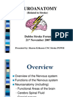 Neuro Anatomy- Dubbo 07