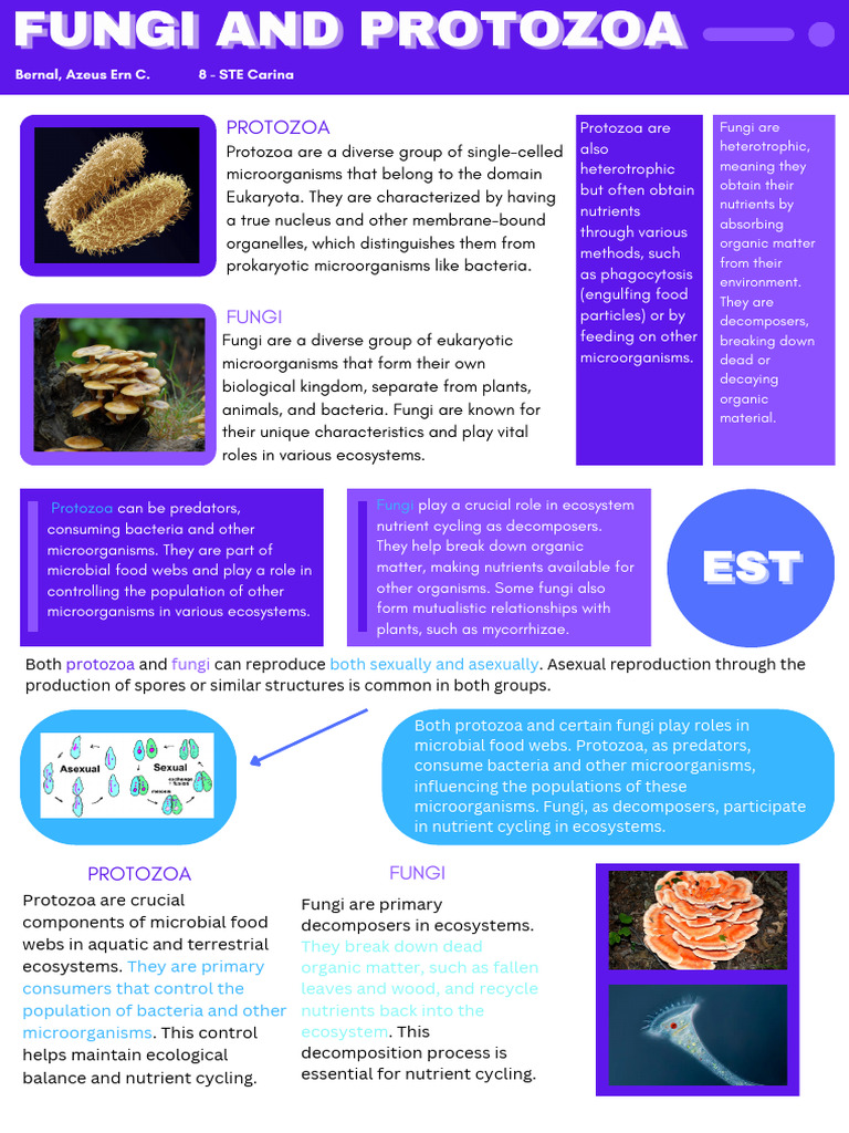 Fungi and Protozoa | PDF | Microorganism | Fungus
