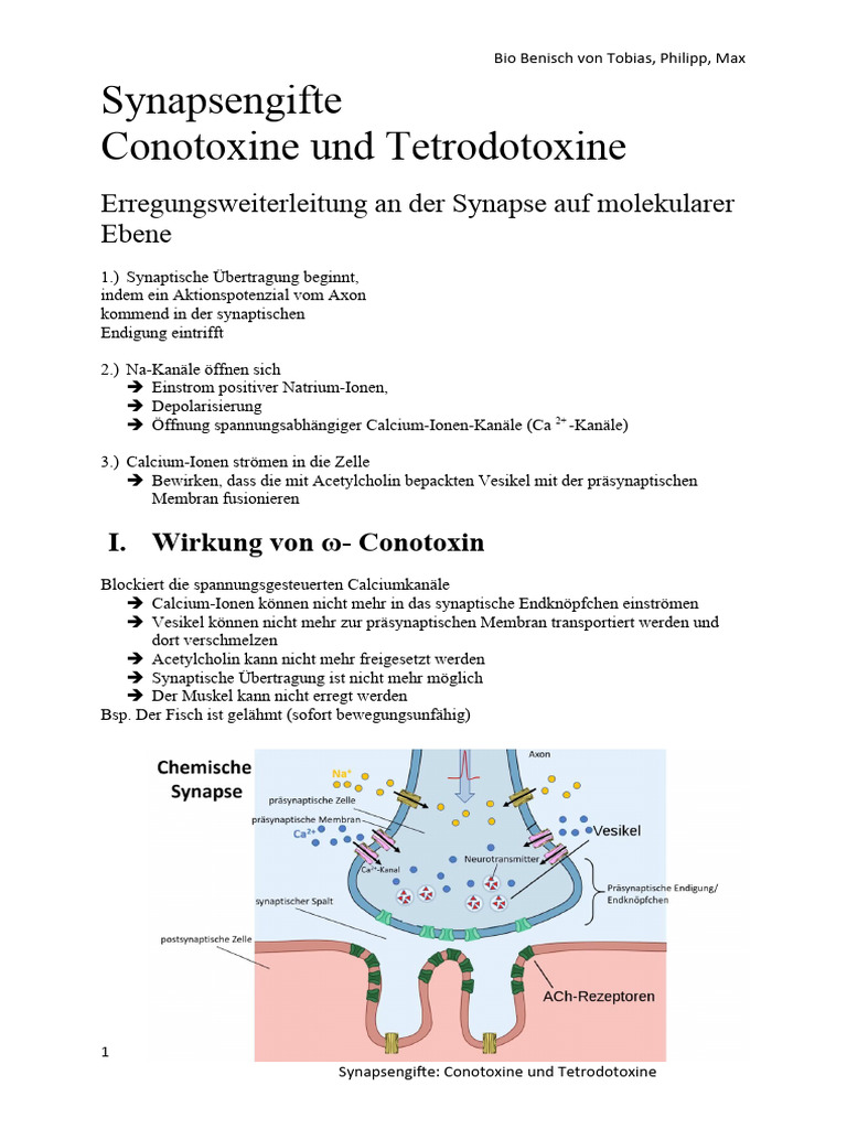 Synapsengifte, Conotoxine Und Tetrdotoxine PDF