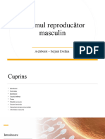 Sistemul Reproductor Masculin