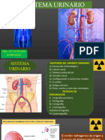 Sistema Urinario