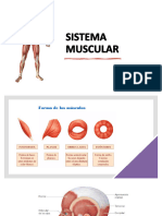 SISTEMA MUSCULAR