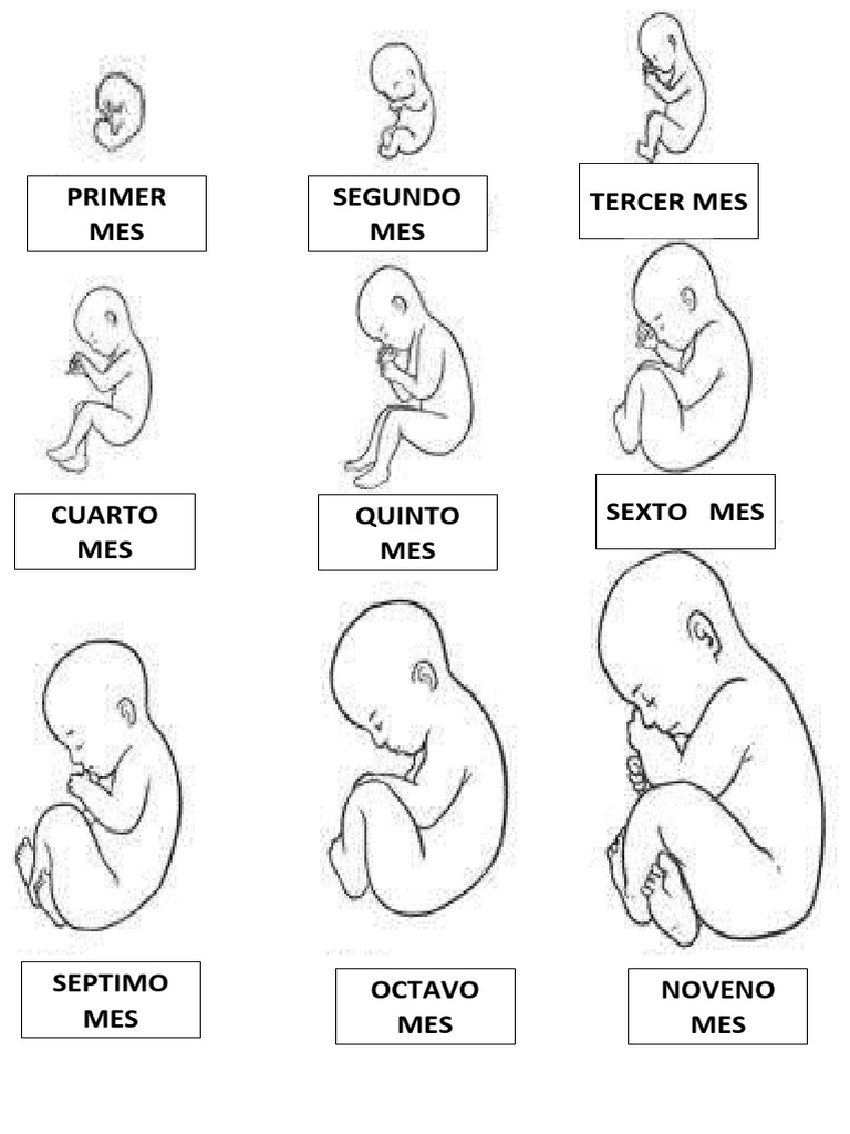 Etapas de Gestación PDF