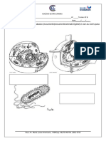 Caderno Revisão