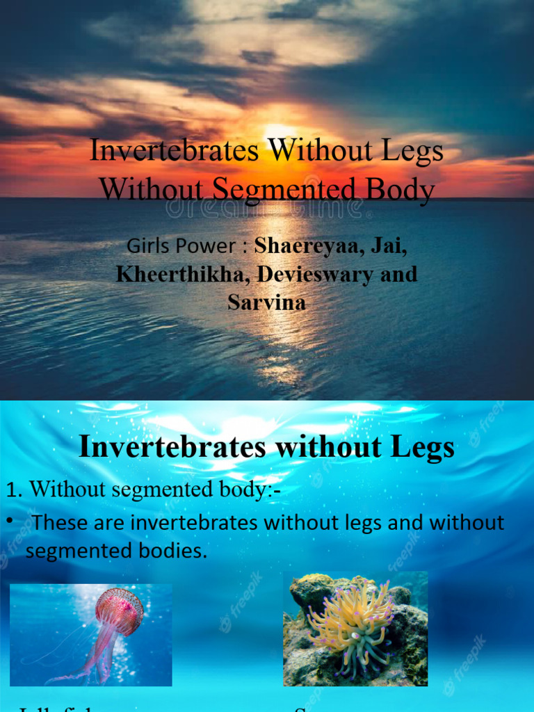Invertebrates Without Legs Overview | PDF