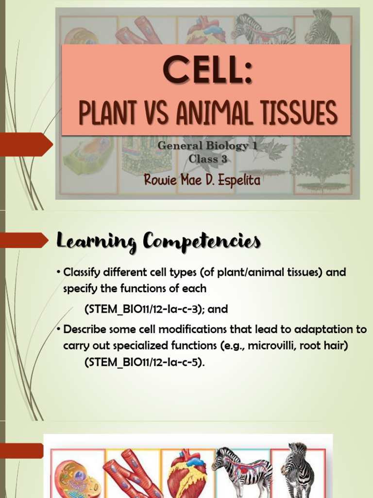 Handout 3.1 Cell Animal Vs Plant Tissue | PDF | Connective Tissue ...
