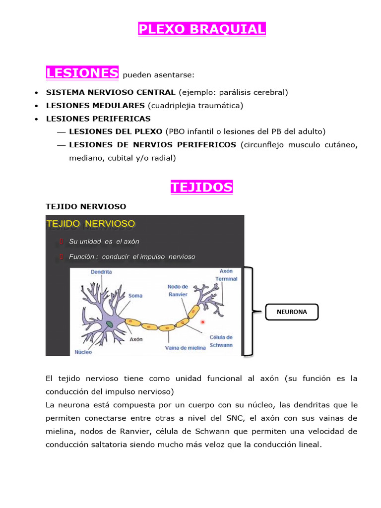 Plexo Braquial Pdf