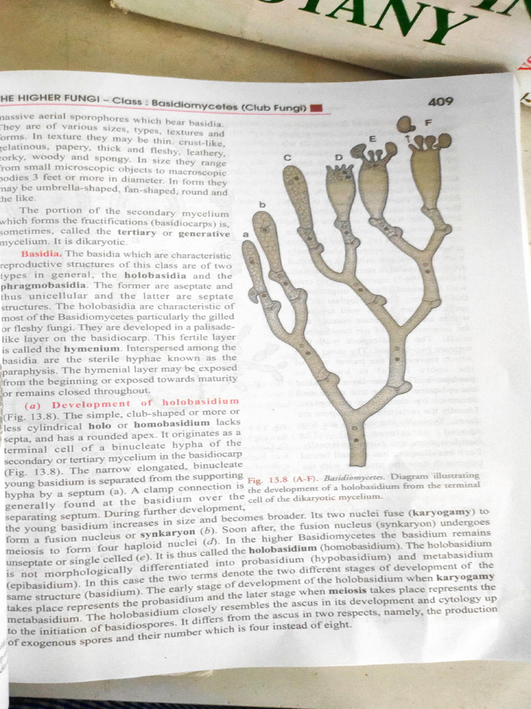 Fungi 2 | PDF