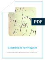 Clostridium Perfringesns