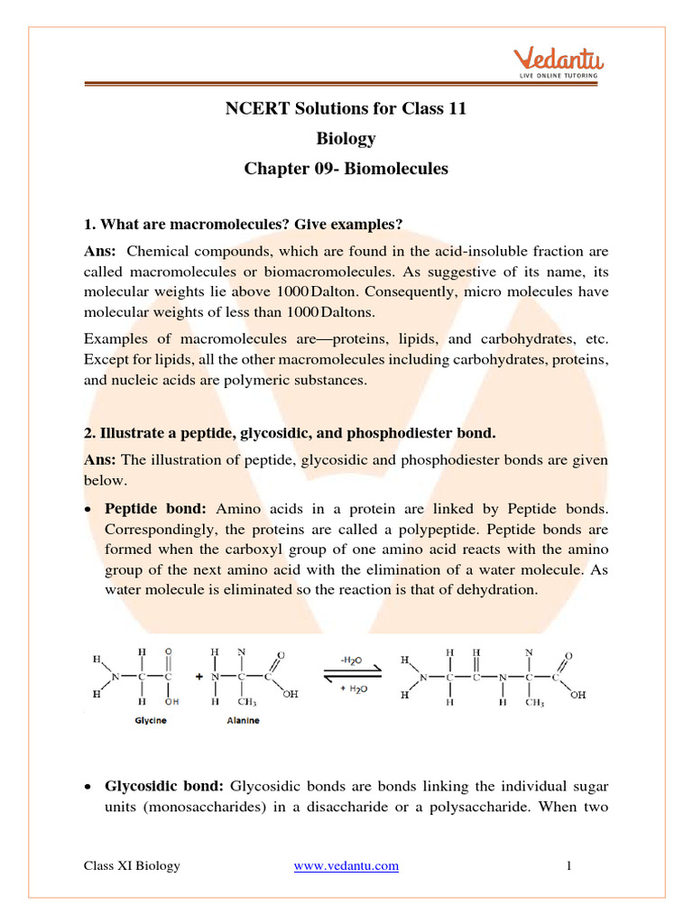 NCERT Solutions For Class 11 Biology Chapter 9 - Biomolecules - . | PDF