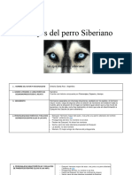 Los Ojos Del Perro Siberiano