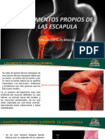 Ligamentos Propios de La Escapula y Superficies Articulares