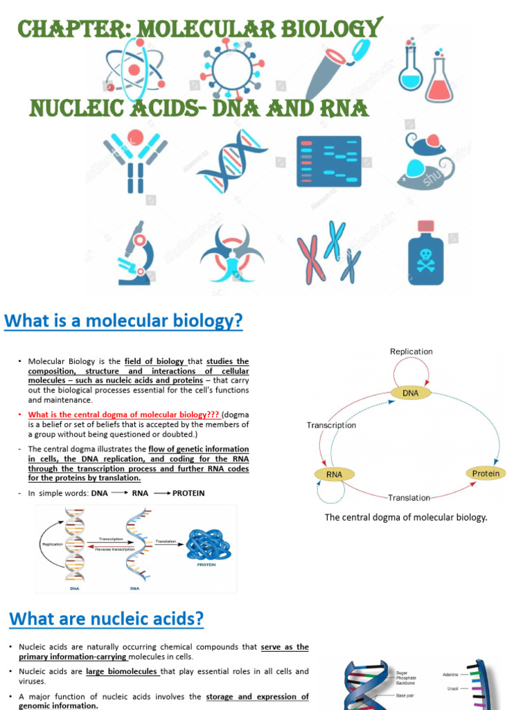 Nucleic Acids Dna Rna Pdf Nucleic Acids Dna