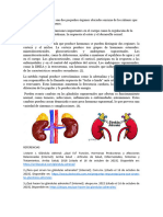 Las Glándulas Adrenales