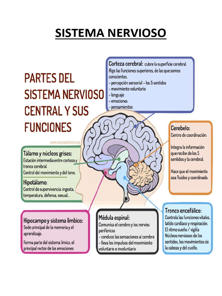 Funciones y Estructura del Sistema Nervioso | PDF