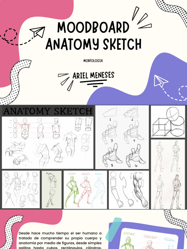 Anatomy Sketch PDF