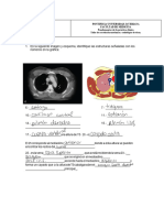 Taller Correlación Anatomía