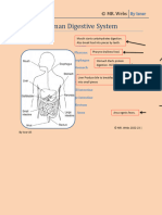 Lec.1 Human Digestive System