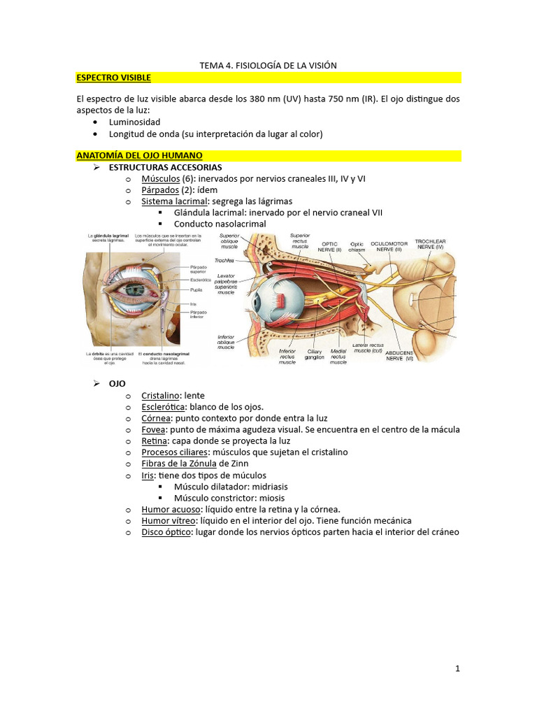 Tema 4 Fisiología De La Visión Pdf Ojo Humano Percepción Visual