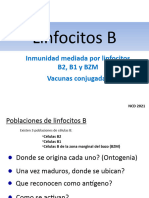 Linfocitos B1, B2 y BZM 2021