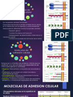Moleculas de Adhesion Celular