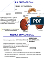 Medula Suprarrenal 2021 - Resumen Gráfico