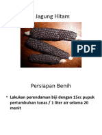 Jagung Hitam