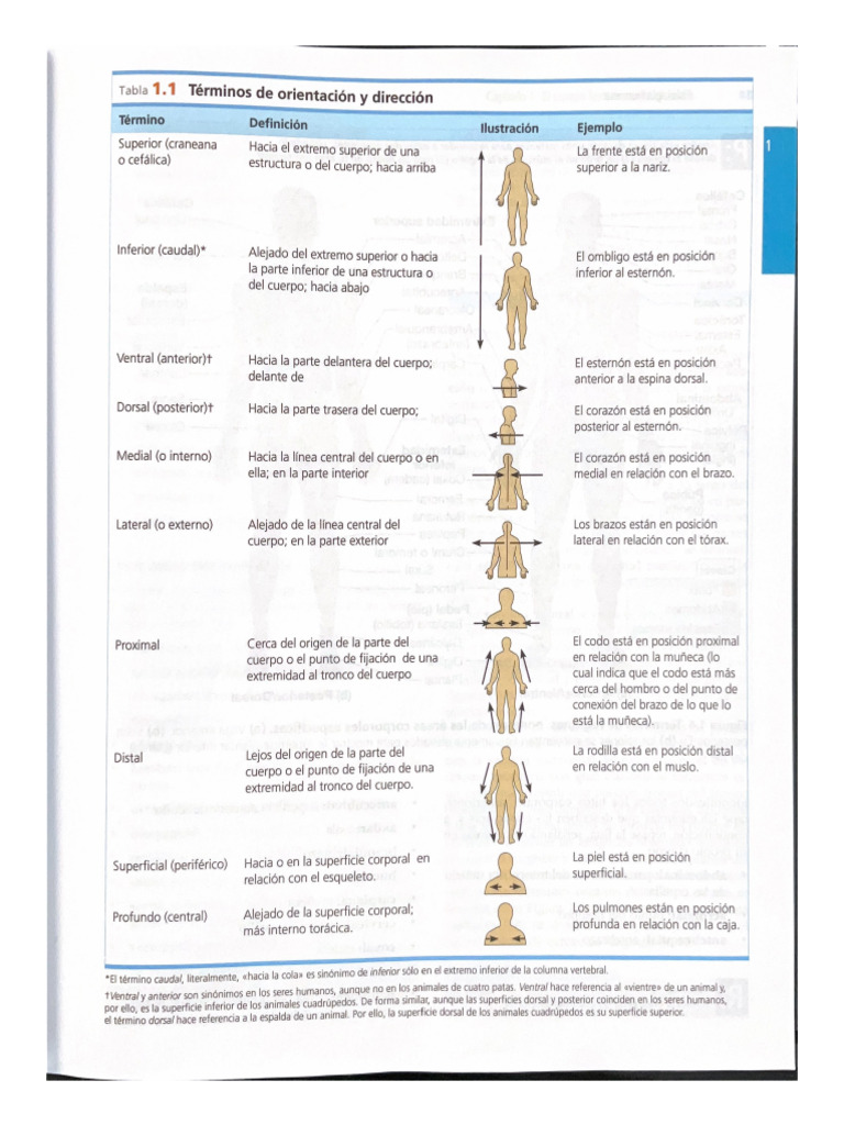 Tabla 1 1 T rminos De Orientaci n Y Direcci n PDF